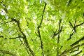 ÖKOPROFIT pflanzt 1.000 Bäume in Graz