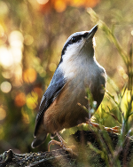 Gründächer fördern die Biodiversität