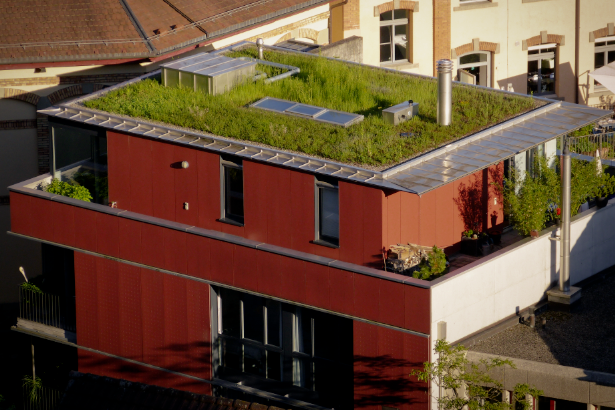 Neue Förderung für Dachbegrünungen