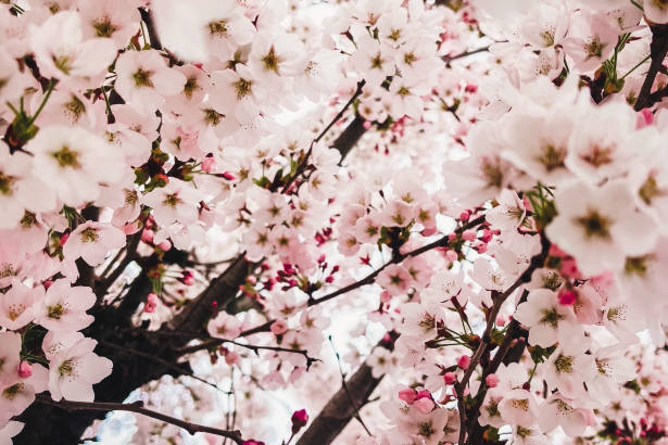 Unternehmen für Baumpatenschaft gesucht