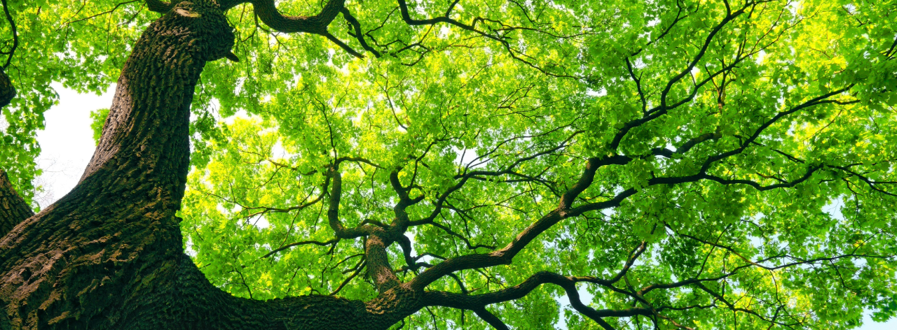 Bäume sind in der Stadt wichtige Klimaanlagen